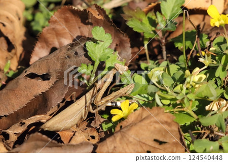 Mantis in fallen leaves Mantis in fallen leaves 124540448