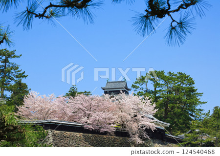 <島根郡>春季的松江城：南塔、中塔、太閣、天守閣（4月） 124540468