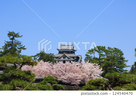 <Shimane Prefecture> Matsue Castle in spring: South, middle, and drum towers and the castle tower (April) 124540470
