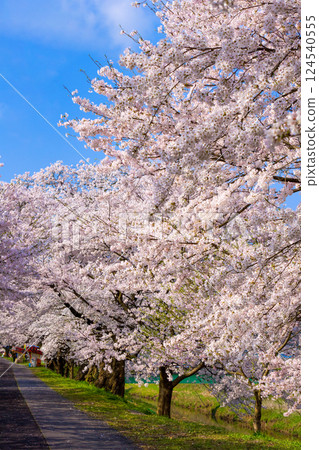 <Shimane Prefecture> Hii River embankment: People walking along the rows of cherry blossom trees in full bloom 124540555