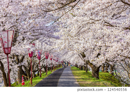 <Shimane Prefecture> Hii River embankment: People walking along the rows of cherry blossom trees in full bloom <Shimane Prefecture> Hii River embankment: People walking along the rows of cherry blossom trees in full bloom 124540556