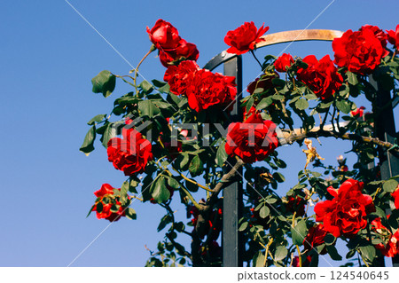 Part of a rose pergola with red rose buds in full bloom. Blooming rosebush against blue sky in summer garden. Rosarium plants and flowers. Rosebuds. Part of a rose pergola with red rose buds in full bloom. Blooming rosebush against blue sky in summer garden. Rosarium plants and flowers. Rosebuds. 124540645
