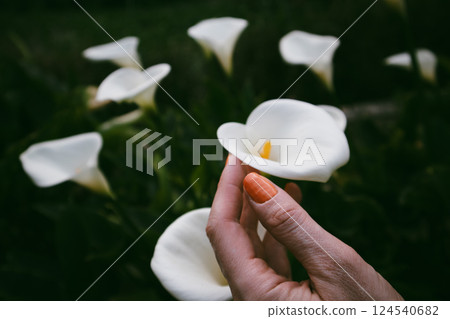 White blooming arum lilies in female hand with orange manicure. A gardener growing and taking care of green plants in spring garden. Floral beauty.  124540682