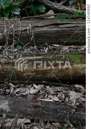 Logs Logs 124540892