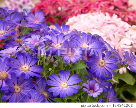 Cineraria potted plant Cineraria potted plant 124541208