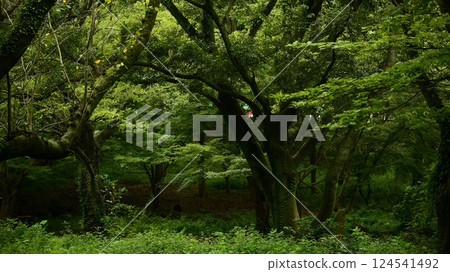 森林 124541492