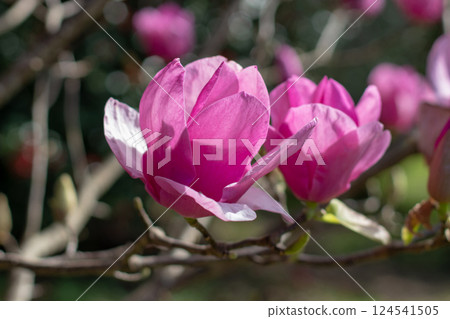 Magnolia soulangeana, saucer magnolia or tulip tree cup-and-saucer shape bright pink flowers close-up. 124541505