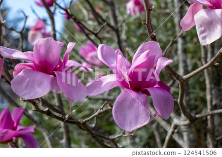 Deciduous magnolia or tulip tree hybrid flowering plant in the garden 124541506