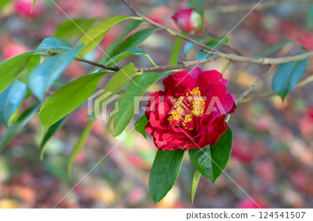 Camellia red double flower with yellow stamens and curly petals. 124541507