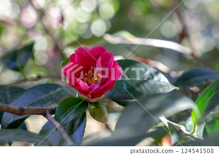 Camellia red semi-double flower with yellow stamens. 124541508