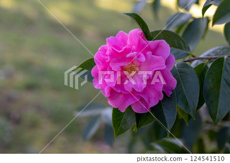 Camellia pink flower in the shady garden. Camellia pink flower in the shady garden. 124541510