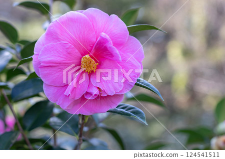 Camellia pink semi-double flower with yellow stamens and veined petals. 124541511