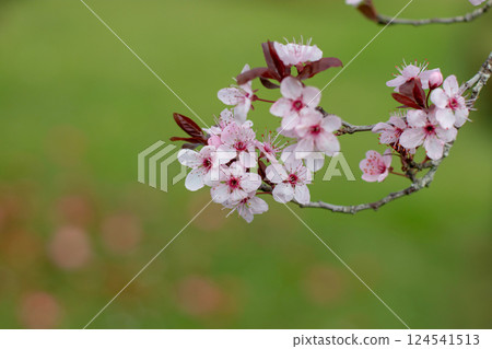 Myrobalan plum, prunus cerasifera or cherry plum pink flowering tree close-up on the blurred spring garden background 124541513