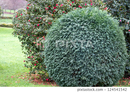 Chamaecyparis lawsoniana,Port Orford cedar or Lawson's cypress globe form ornamental plant in the garden. 124541542