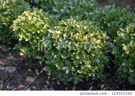 Evergreen spindle, euonymus japonicus, or Japanese spindle globe form pruned dwarf shrubs in the garden. Evergreen spindle, euonymus japonicus, or Japanese spindle globe form pruned dwarf shrubs in the garden. 124541548