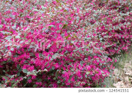 Chinese fringe flower, loropetalum chinense, loropetalum  or strap flower 124541551