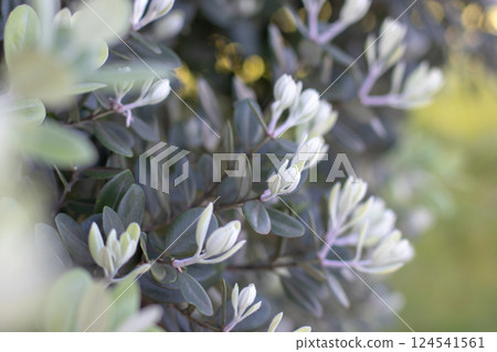 Pohutukawa,Metrosideros excelsa,New Zealand Christmas tree or iron tree leaves soft-focus abstract natural background. Pohutukawa,Metrosideros excelsa,New Zealand Christmas tree or iron tree leaves soft-focus abstract natural background. 124541561
