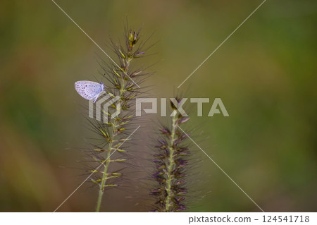 伊卡洛斯銅蝴蝶 124541718