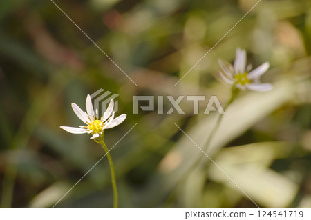 Senbon Yari 124541719