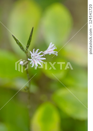 Kikko Bear Kikko Bear 124541720