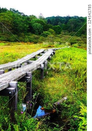 栃木縣、小峰原、伊戶濕原 124541785