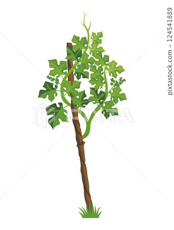 Growing Grapevine Bearing Plants and Vines Growing Grapevine Bearing Plants and Vines 124541889