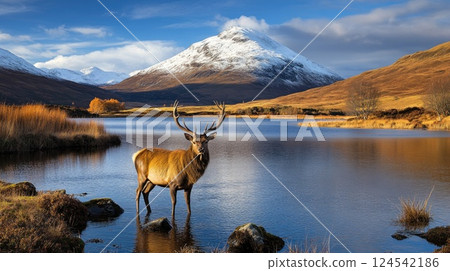 Red deer stag wades through a tranquil river, surrounded by snow-capped mountains and golden grass under a clear blue sky 124542186