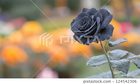 A stunning black rose glistens with dewdrops, illuminated by twilight, surrounded by softly blurred leaves in a serene park 124542306