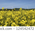 Rape blossoms field 02 124542472