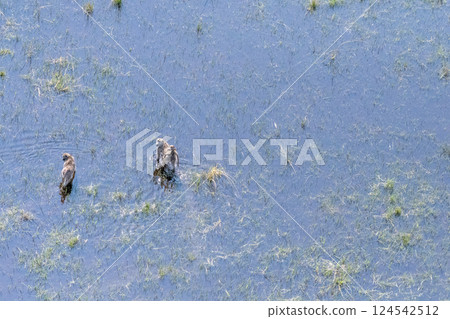 A young baboon family wading through the Okavango Delta A young baboon family wading through the Okavango Delta 124542512