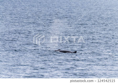 Detail of a humpback dorsal fin and blow hole Detail of a humpback dorsal fin and blow hole 124542515
