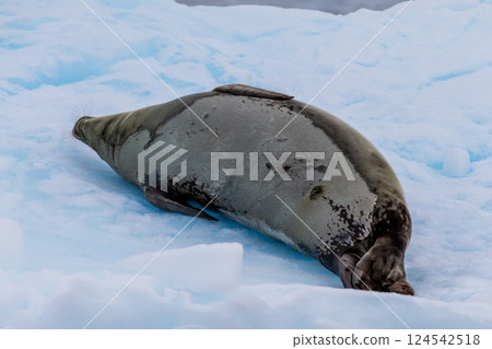 Close-up of a Weddell seal Close-up of a Weddell seal 124542518