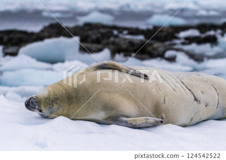 Crabeater Seal resting on a sheet of ice 124542522