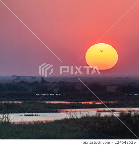 Sunset over the chobe river 124542529
