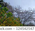 Blooming cherry blossoms 124542547