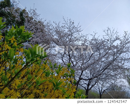 盛開的櫻花 124542547