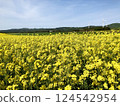 Rape field 03 124542954
