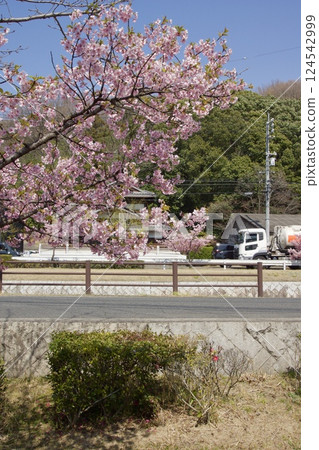 Kurashiki River: Spring with Kawazu cherry blossoms in full bloom at Kurashiki River Waterfront Park Kurashiki River: Spring with Kawazu cherry blossoms in full bloom at Kurashiki River Waterfront Park 124542999