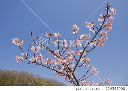 Kurashiki River: Spring with Kawazu cherry blossoms in full bloom at Kurashiki River Waterfront Park Kurashiki River: Spring with Kawazu cherry blossoms in full bloom at Kurashiki River Waterfront Park 124543008