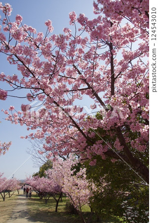 Kurashiki River: Spring with Kawazu cherry blossoms in full bloom at Kurashiki River Waterfront Park Kurashiki River: Spring with Kawazu cherry blossoms in full bloom at Kurashiki River Waterfront Park 124543010