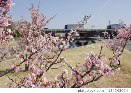 Kurashiki River: Spring with Kawazu cherry blossoms in full bloom at Kurashiki River Waterfront Park Kurashiki River: Spring with Kawazu cherry blossoms in full bloom at Kurashiki River Waterfront Park 124543024