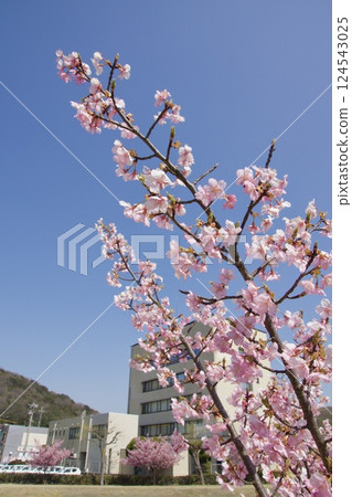 Kurashiki River: Spring with Kawazu cherry blossoms in full bloom at Kurashiki River Waterfront Park Kurashiki River: Spring with Kawazu cherry blossoms in full bloom at Kurashiki River Waterfront Park 124543025