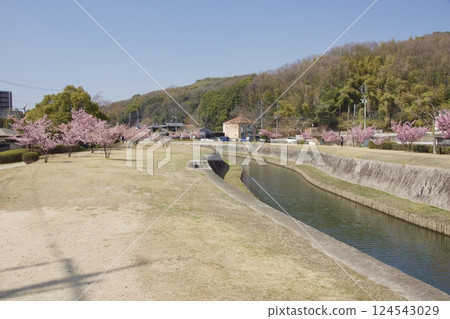 Kurashiki River: Spring with Kawazu cherry blossoms in full bloom at Kurashiki River Waterfront Park Kurashiki River: Spring with Kawazu cherry blossoms in full bloom at Kurashiki River Waterfront Park 124543029