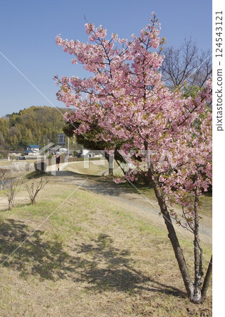 Kurashiki River: Spring with Kawazu cherry blossoms in full bloom at Kurashiki River Waterfront Park Kurashiki River: Spring with Kawazu cherry blossoms in full bloom at Kurashiki River Waterfront Park 124543121