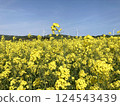 Rape flower field 04 124543439