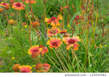 Gaillardia in meadow. Plant of Aster family. Ornamental plant. Drought-resistant annual plant. Cottage garden. Gaillardia in meadow. Plant of Aster family. Ornamental plant. Drought-resistant annual plant. Cottage garden. 124543462