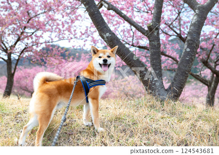 Shiba Inu and Sakura Shiba Inu and Sakura 124543681