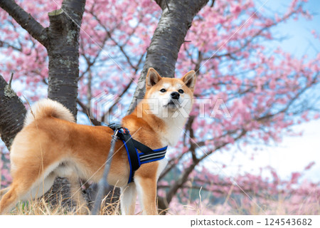 Sakura和Shiba Inu 124543682