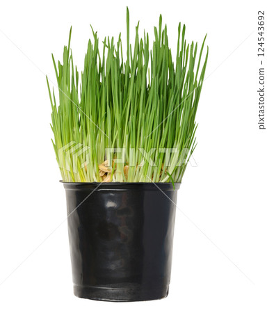 Fresh, green wheatgrass growing in a black plastic pot, isolated on a clean white background Fresh, green wheatgrass growing in a black plastic pot, isolated on a clean white background 124543692