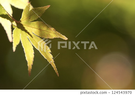 楓葉開始變色，特寫，綠色背景，圓形模糊 124543970